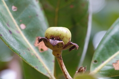 Xanthostemon multiflorus