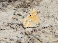 Coenonympha saadi