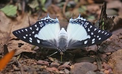 Polyura eudamippus