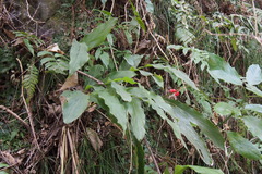 Alpinia japonica