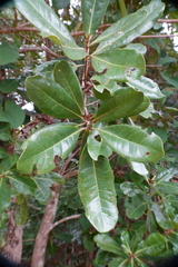 Xanthostemon multiflorus
