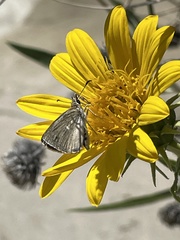 Hesperopsis libya lena