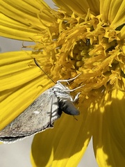 Hesperopsis libya lena