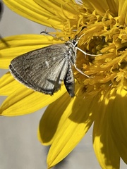Hesperopsis libya lena