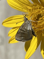 Hesperopsis libya lena