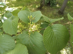 Viburnum furcatum