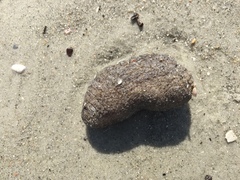 Sclerodactyla briareus
