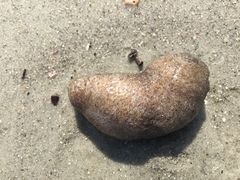 Sclerodactyla briareus