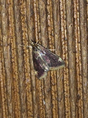 Pyrausta inveterascalis