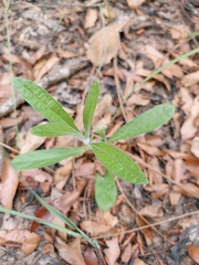Pterocaulon pycnostachyum