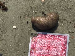 Sclerodactyla briareus
