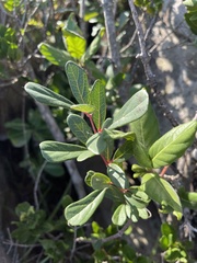 Rhoicissus tridentata tridentata
