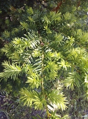 Taxus cuspidata
