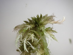Sphagnum torreyanum