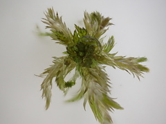 Sphagnum torreyanum