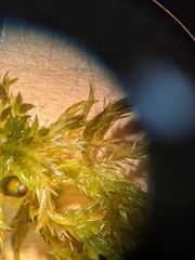 Sphagnum torreyanum