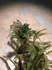 Sphagnum torreyanum