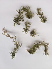 Sphagnum torreyanum