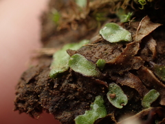 Asterella tenella