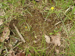 Asterella tenella