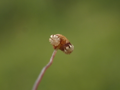 Asterella tenella