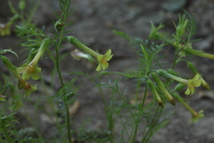 Polemonium pauciflorum