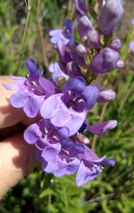 Penstemon venustus