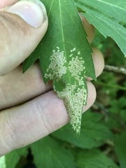 Leucospilapteryx venustella