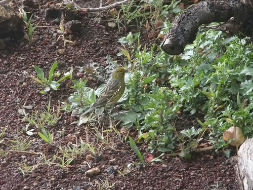 Serinus canaria