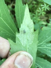 Leucospilapteryx venustella