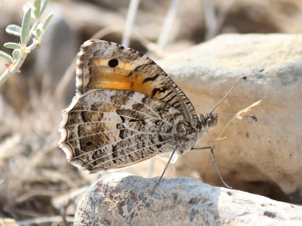 Great Steppe Grayling