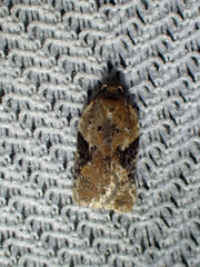 Acleris braunana