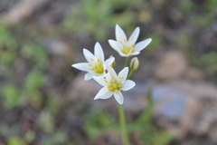 Balaustium