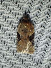 Acleris braunana