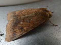 Helicoverpa armigera conferta