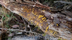 Calocera guepinioides