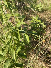 Searsia carnosula