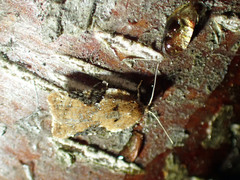 Acleris braunana