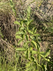 Searsia carnosula