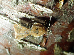 Acleris braunana