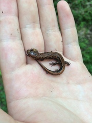 Desmognathus orestes