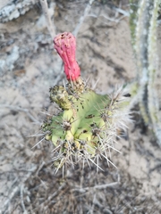 Stenocereus standleyi