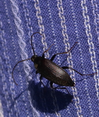 Capnochroa fuliginosa