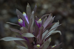 Cremastra appendiculata variabilis