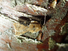 Acleris braunana