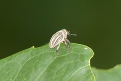 Sternuchopsis