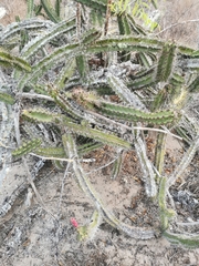 Stenocereus standleyi