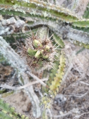 Stenocereus standleyi
