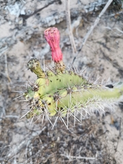 Stenocereus standleyi