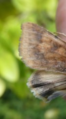 Helicoverpa armigera conferta